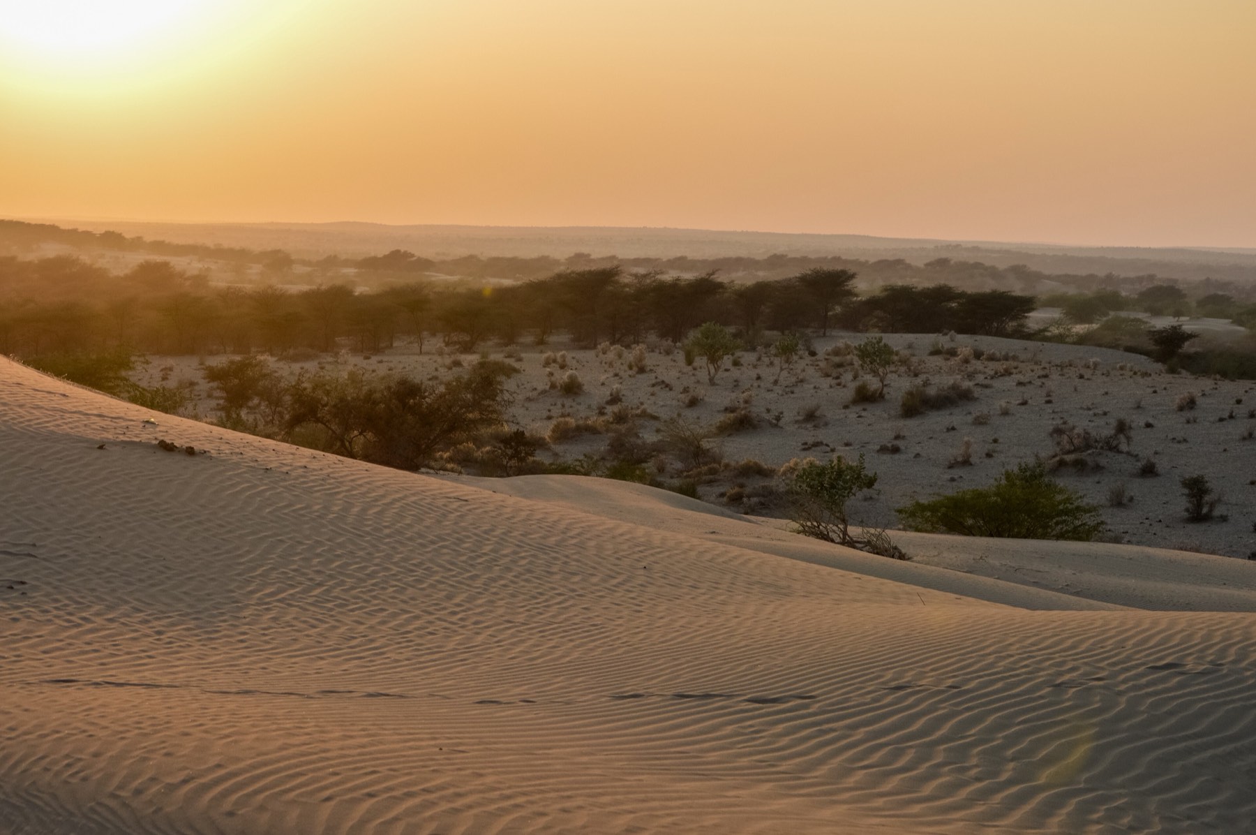 Sand dunes at sunset near Jaisalmer